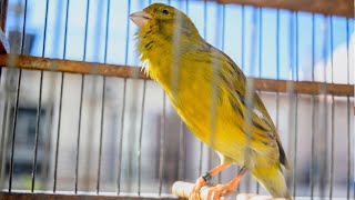 Download lagu If you want your Canary to sing immediately! The Incredible Mr Six on a sunny day - Training Song mp3 Download lagu If you want your Canary to sing immediately! The Incredible Mr Six on a sunny day - Training Song mp3