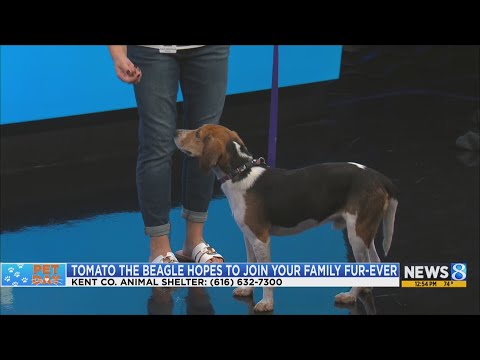 KCAS Pets of the Week: Blizzard and Tomato - YouTube