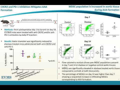 Thumbnail image of video presentation for Myeloid Derived Suppressor Cells Modulate Abdominal Aortic Aneurysm Formation