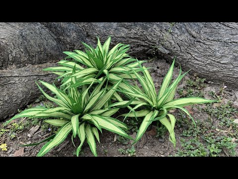 ABC TV | How To Make Pandanus Amaryllifolius From Crepe Paper - Craft Tutorial