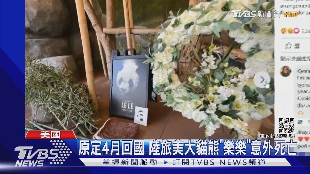 旅美大貓熊「樂樂」猝逝死因不明 陸網曝生前疑骨瘦嶙峋