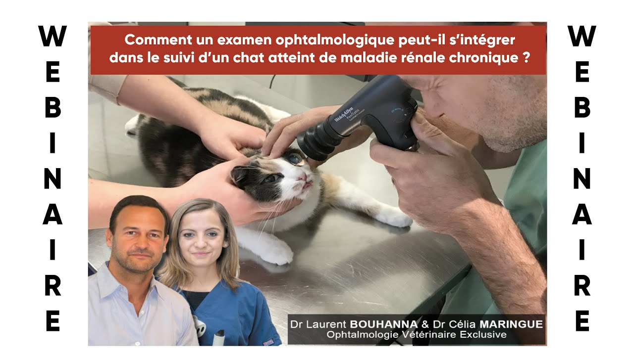 Webinaire #14 : Intégrer un examen ophtalmo dans le suivi d'un chat atteint de MRC