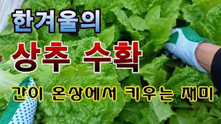 [텃밭농부. 1,325]  추운 겨울에 수확하는 상추 와 쑥갓. 간이 온상의 효과. #상추재배 #쑥갓재배