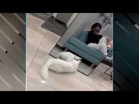 funny cat with glass #short
