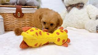 ハーフ犬の動画02