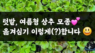텃밭, 여름형 상추 모종 