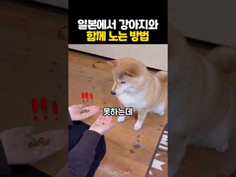 일본의 약간 이상한 강아지