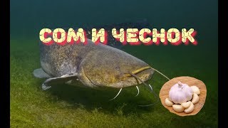 На какую приманку лучше ловить сома весной