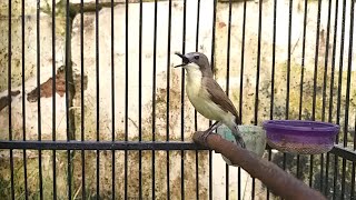 Download lagu Suara Remetuk Laut GACOR Isian KENARI Ngerol Cocok Sebagai MASTERAN Tledekan & Sikatan SRDC Bahan mp3