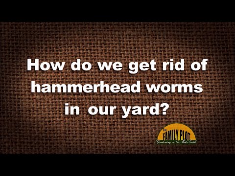 Q&A – How do we get rid of hammerhead worms in our yard?