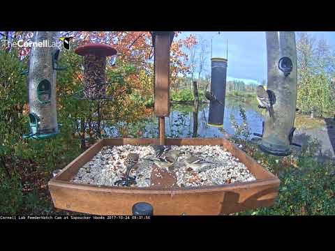American Goldfinches Take Over Cornell Feeders – Oct. 24, 2017