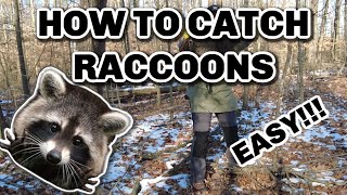 How to Catch Raccoons - Dog-proof trap