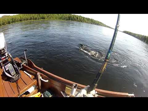 Poppelin purema lohi 2020