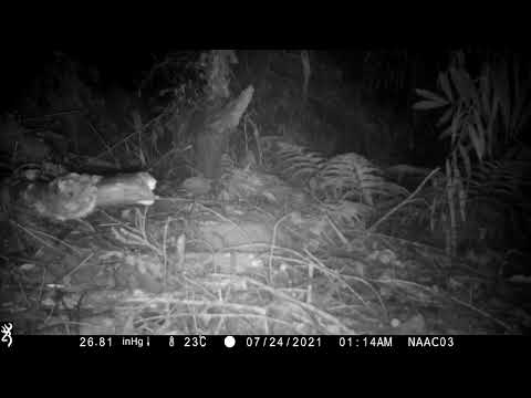 臺中分署於南勢部落周邊長期架設紅外線自動相機記錄到石虎(影片)