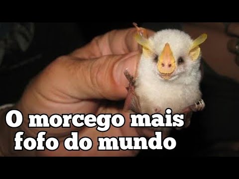 MORCEGO DE HONDURAS| UM DOS MENORES MORCEGOS DO MUNDO.