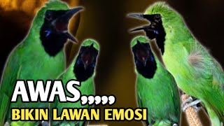Download lagu AWAS BIKIN LAWAN EMOSI, cucak ijo bahan pasti nyaut gacor mp3 Download lagu AWAS BIKIN LAWAN EMOSI, cucak ijo bahan pasti nyaut gacor mp3
