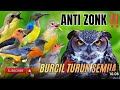 Suara Pikat Segala Jenis Burung Kecil Paling Sadis Suarapikatburungkecil