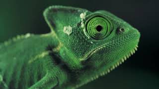 Green vailed chameleon seen from one side ( @ seagull86)