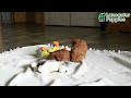 Cavapoo dogs for sale: Sophie - Video 1