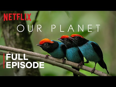 , title : 'Our Planet | One Planet | FULL EPISODE | Netflix'