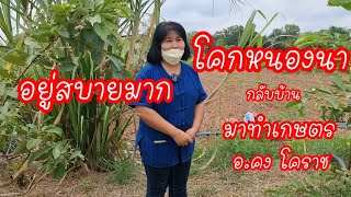 ปลูกข้าวเพิ่มผลผลิตจากไร่ละ30กระสอบเป็น100 กระสอบ ปลูกผักกินมีเหลือก็แบ่ง พี่น้อย อ.คง นครราชสีมา