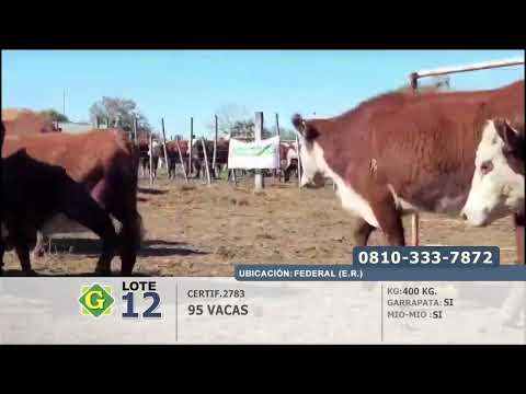 Lote Vacas en Federal (E.Rios)