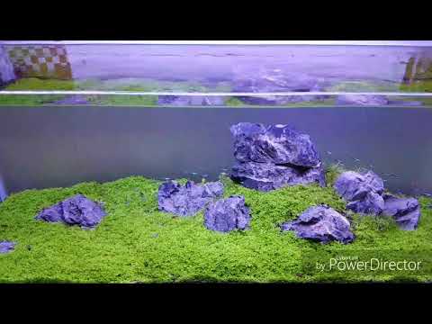 Aquascaping  Iwagumi infinity .