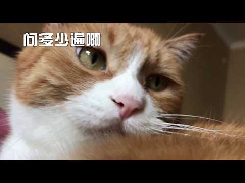 papi酱 - 小咪：到底要问我多少遍？谁才是话痨？【papi家的大小咪】