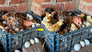 Amazing Hen Harvested Eggs in HER NEST - Hatch 12 babies