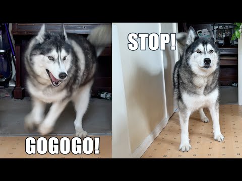 One Word Activates My Husky! One Deactivates Him!
