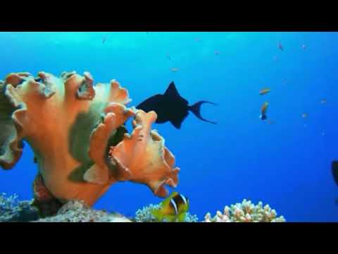 Walk Away W/ Lyrics -  Matt Monro