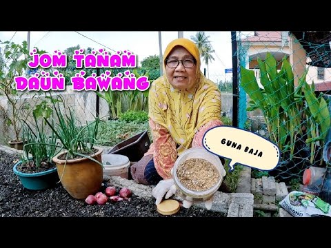 , title : 'CARA TANAM DAUN BAWANG DAN TIPS PENJAGAAN ALA NEK YAH'