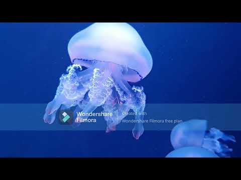 Problematica en arauca - podcast
