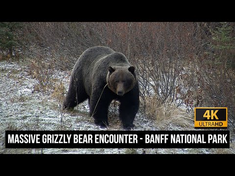 The Boss? Massive Grizzly Bear Encounter in Banff National Park (4K)