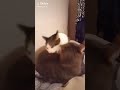 Cat Bites Another Cat