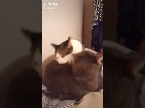 Cat bites another cat