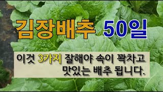 김장 배추 50일 이것 3가지 잘해야 속이 꽉 차고 맛있는 배추 됩니다. #김장배추 가꾸기 #김장 배추 결구…