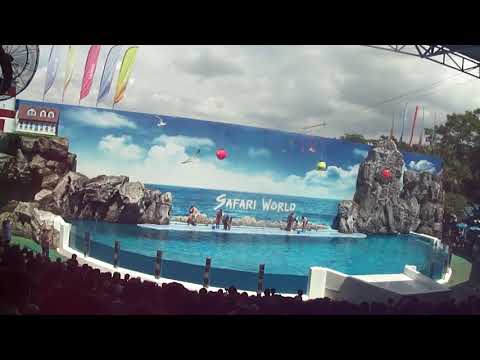 The Dolphin Show at Safari World Bangkok  | Amazing Tricks & Jumps!