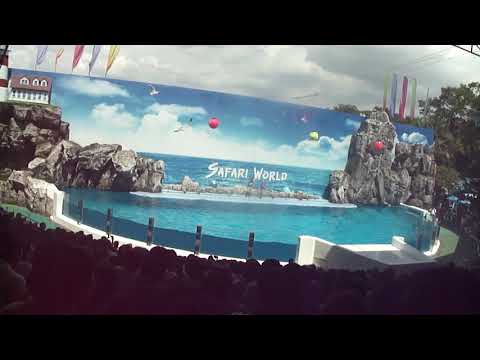 The Dolphin Show at Safari World Bangkok  | Amazing Tricks & Jumps!
