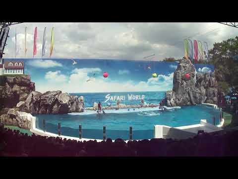 The Dolphin Show at Safari World Bangkok  | Amazing Tricks & Jumps!