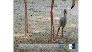 Parco Zoo Falconara: nati un nuovo canguro e due pulcini di fenicottero rosa - RAI3 TGRMarche