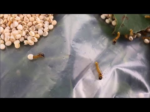 Cum să scapi de mâncărimi cu viermi
