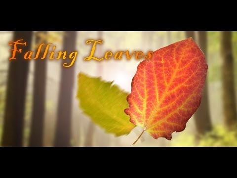 Falling Leaves Live Wallpaper Video