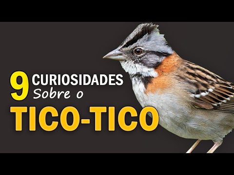 Rufous-collared Sparrow: 9 Interesting Facts about the Bird | Bird victim of the Shiny Cowbird | ...