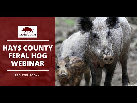 Hays County 2020 Central Texas Feral Hog Task Force Webinar
