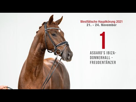 Hauptkörung 2021 Reitpferdehengste: Kat-Nr. 1  Asgard's Ibiza - Donnerhall - Freudentänzer