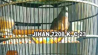 Download lagu PERKUTUT BANGKOK SUARA LENGKAP COWONG RING JIHAN BIRD FARM Full HD 1080p mp3 Download lagu PERKUTUT BANGKOK SUARA LENGKAP COWONG RING JIHAN BIRD FARM Full HD 1080p mp3