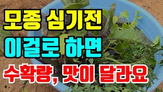 (무료나눔이벤트끝)모종심기전 여기에 담아놓으면 뿌리활착잘되 수량이 증가하고 당도도 높아지는 미생물 농법