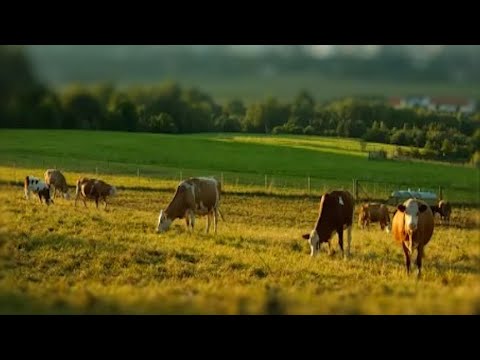 Farmland Tour In Nature's Harmony | Angelo Badalamenti | From the Motion Picture The Straight Story