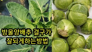 #방울양배추 결구가 잘되게 하는 방법